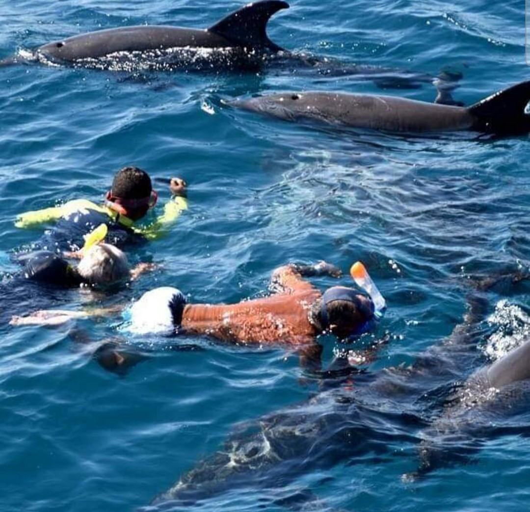 Dolphin Watching (Mnemba) — photo 1
