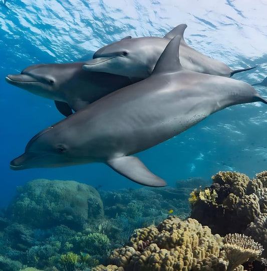 Dolphin Watching (Mnemba) — photo 2