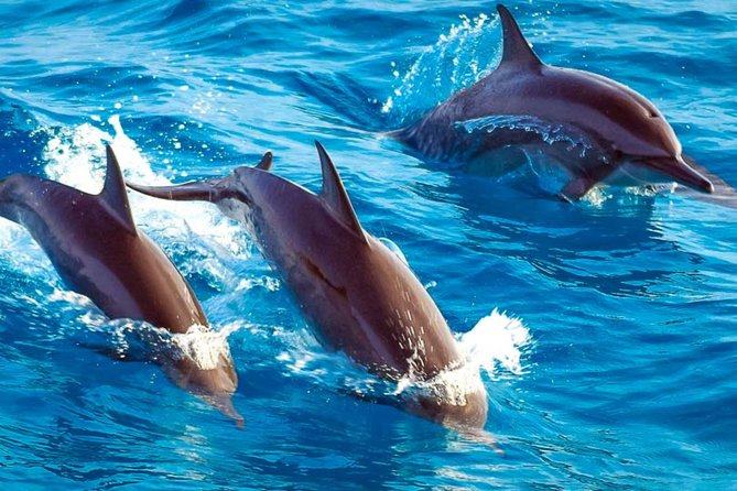 Dolphin Watching (Mnemba) — photo 3