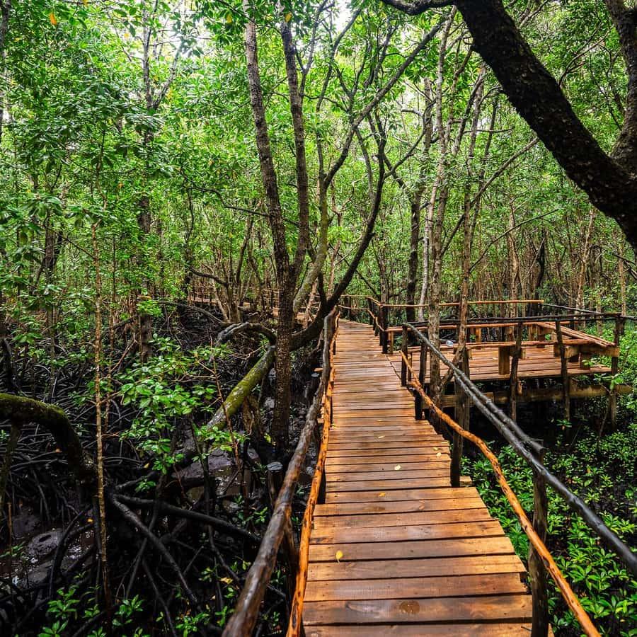 Jozani Forest — photo 3