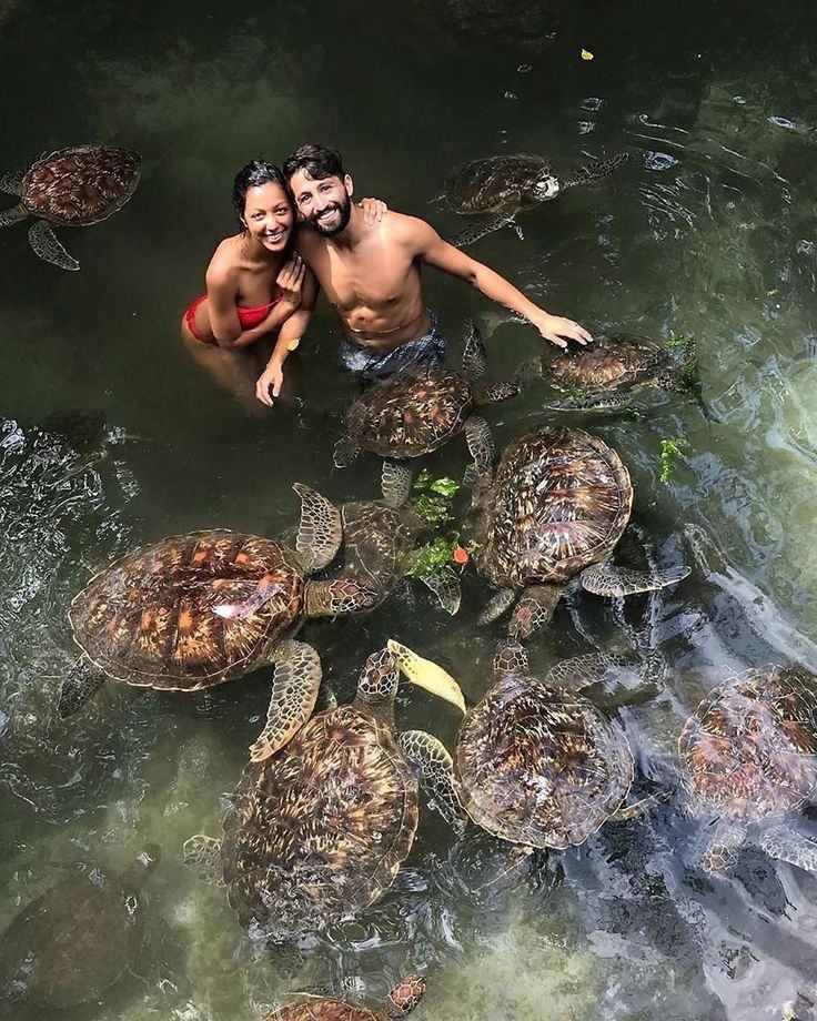 Sea Turtle Experience — photo 1
