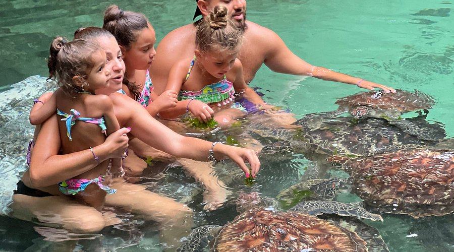 Sea Turtle Experience — photo 2