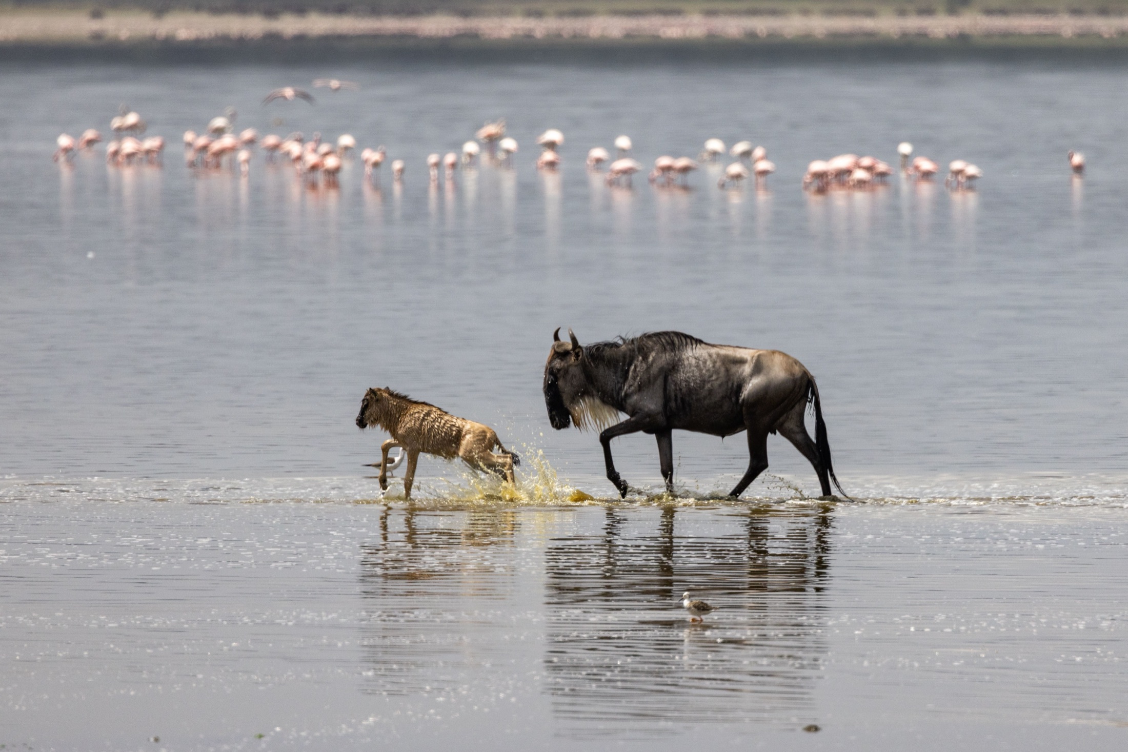 Tanzania Great Migration & Calving Season Safari: November to April