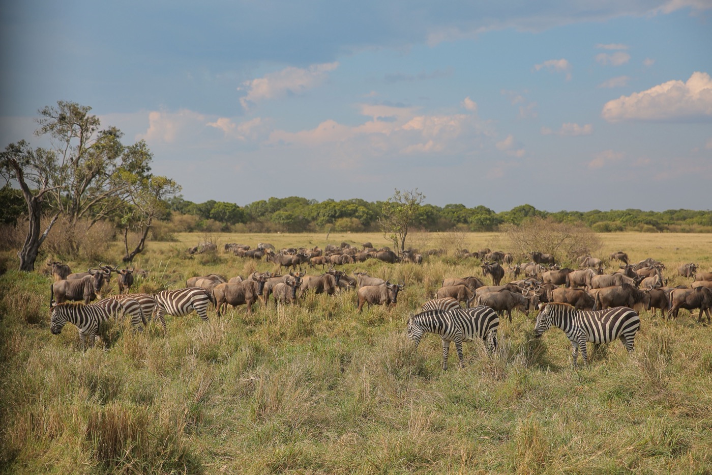 Tanzania Great Migration & Calving Season Safari: November to April, photo 1