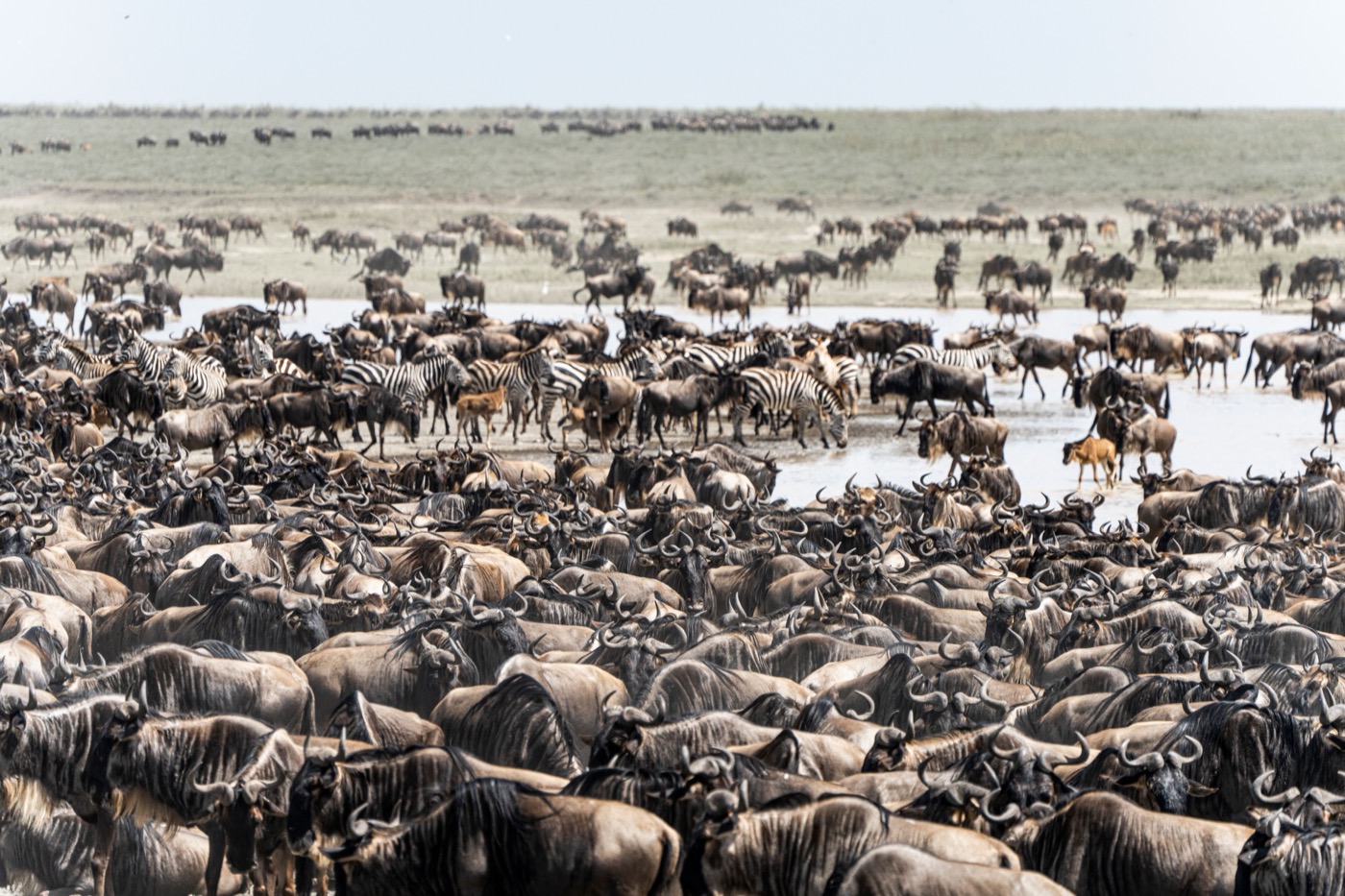Tanzania Great Migration Safari: August to October, photo 2