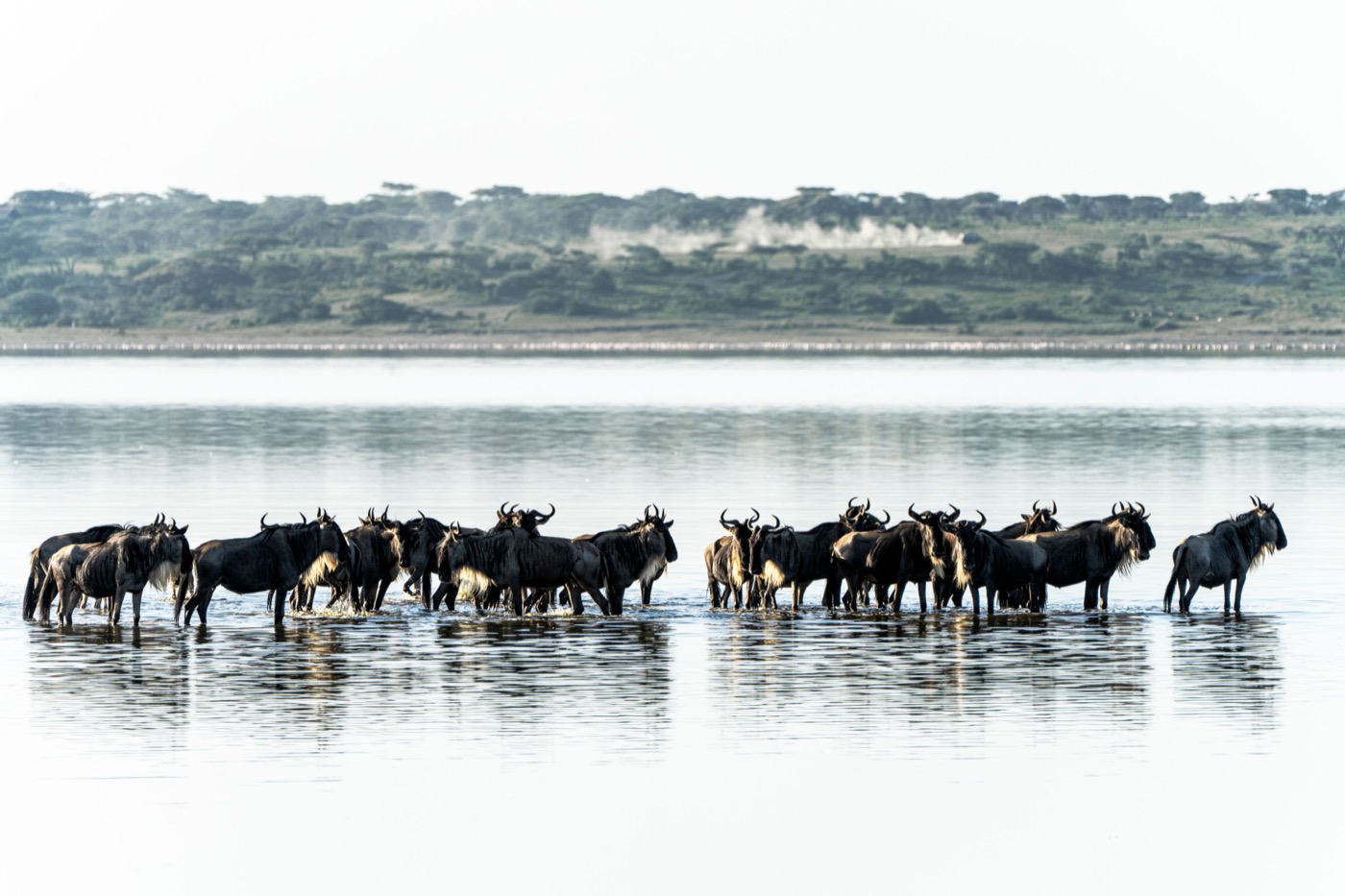 Tanzania Great Migration & Calving Season Safari: November to April, photo 2