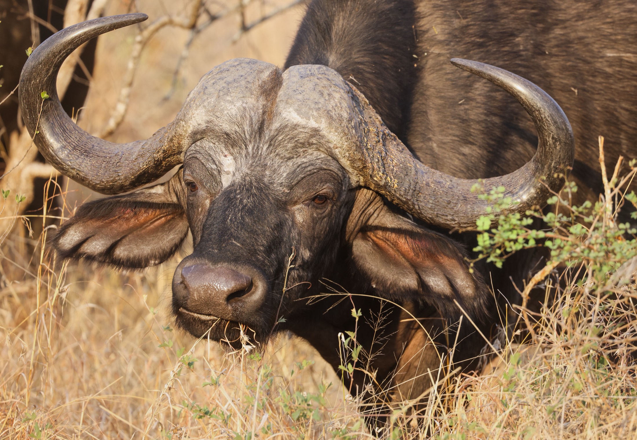 10-Day Tanzania Northern Circuit Safari
