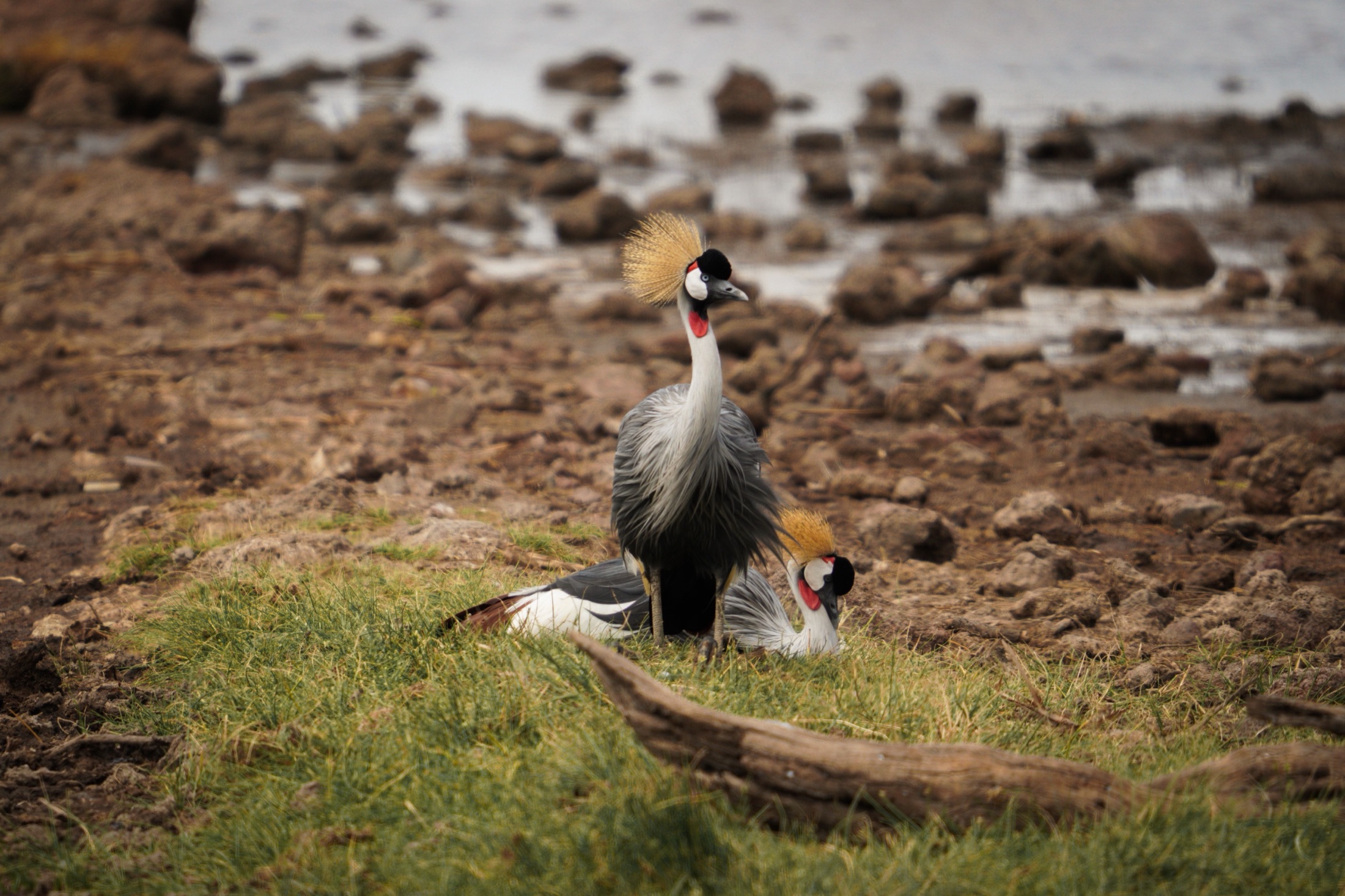 Tanzania Wildlife Safari: Beyond the Savannah