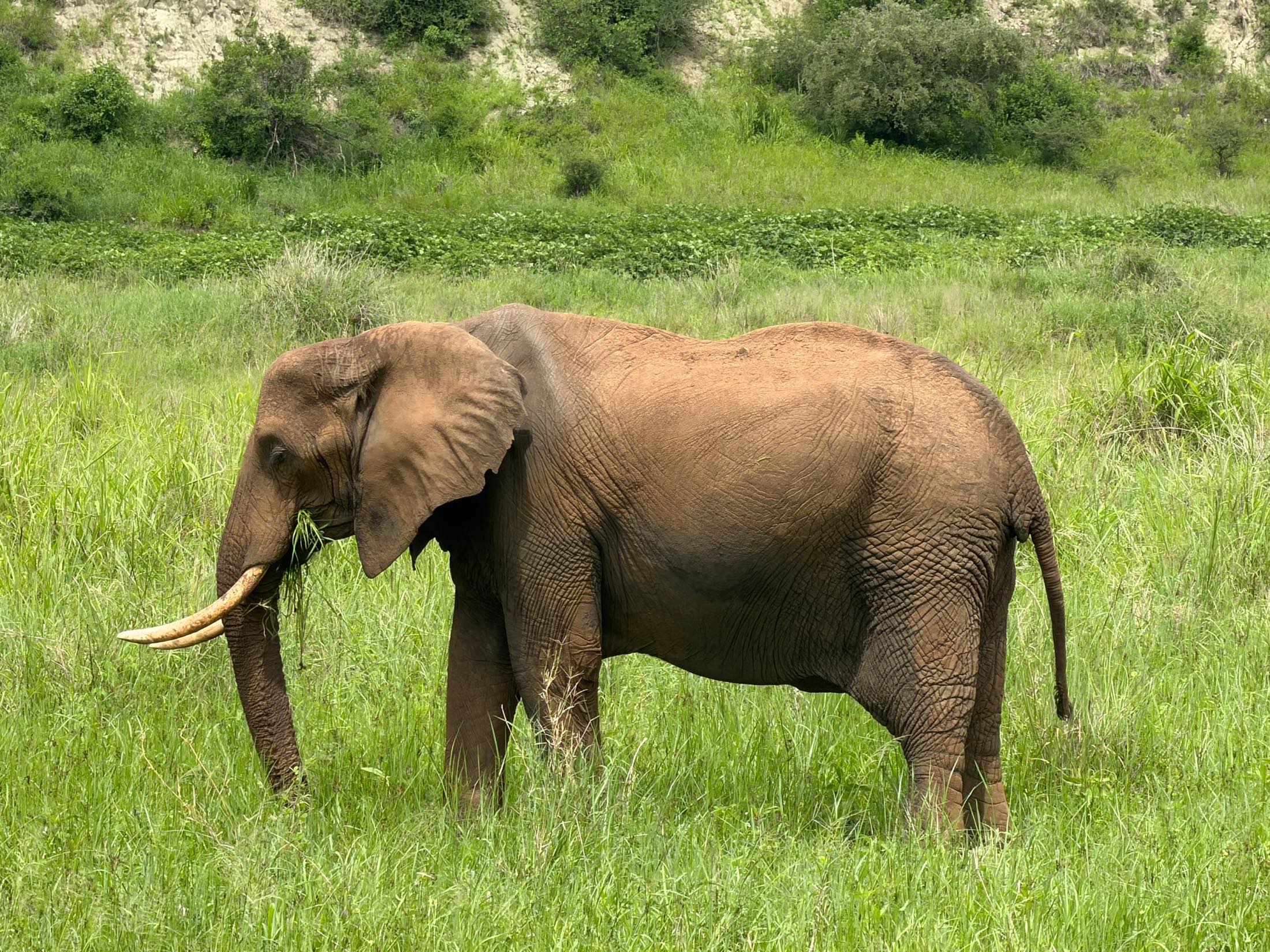 Tanzania Wildlife & Cultural Safari: Maasai Experience