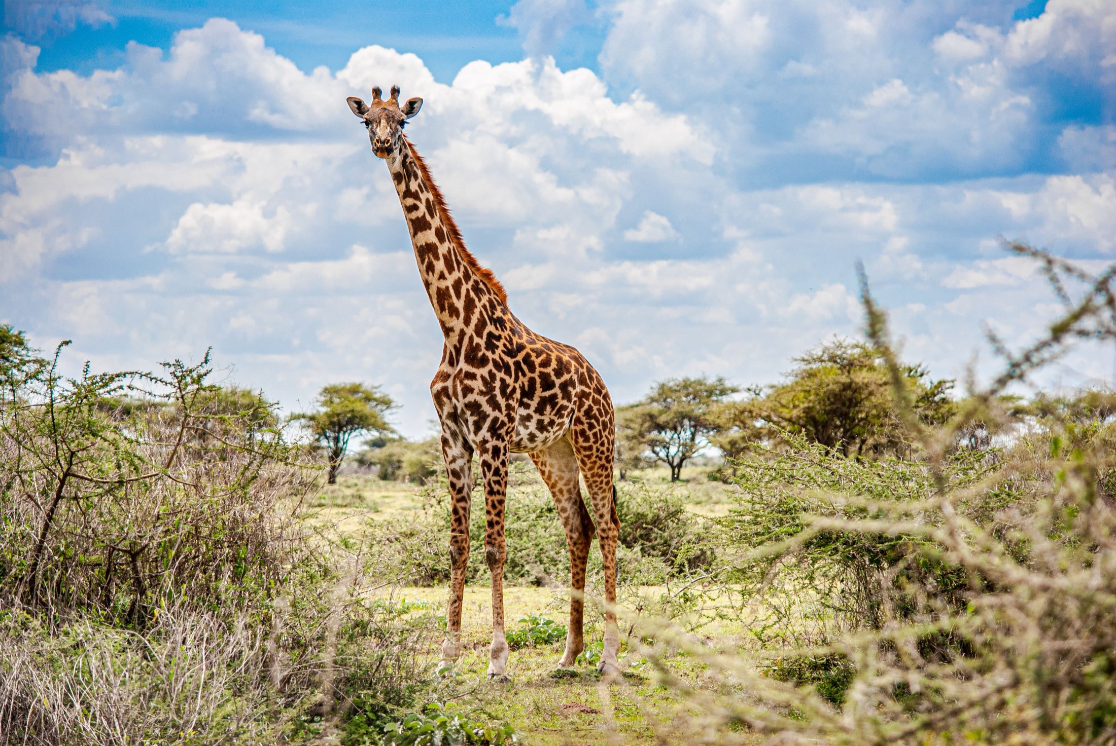 Giraffe against a blue sky in Tanzania