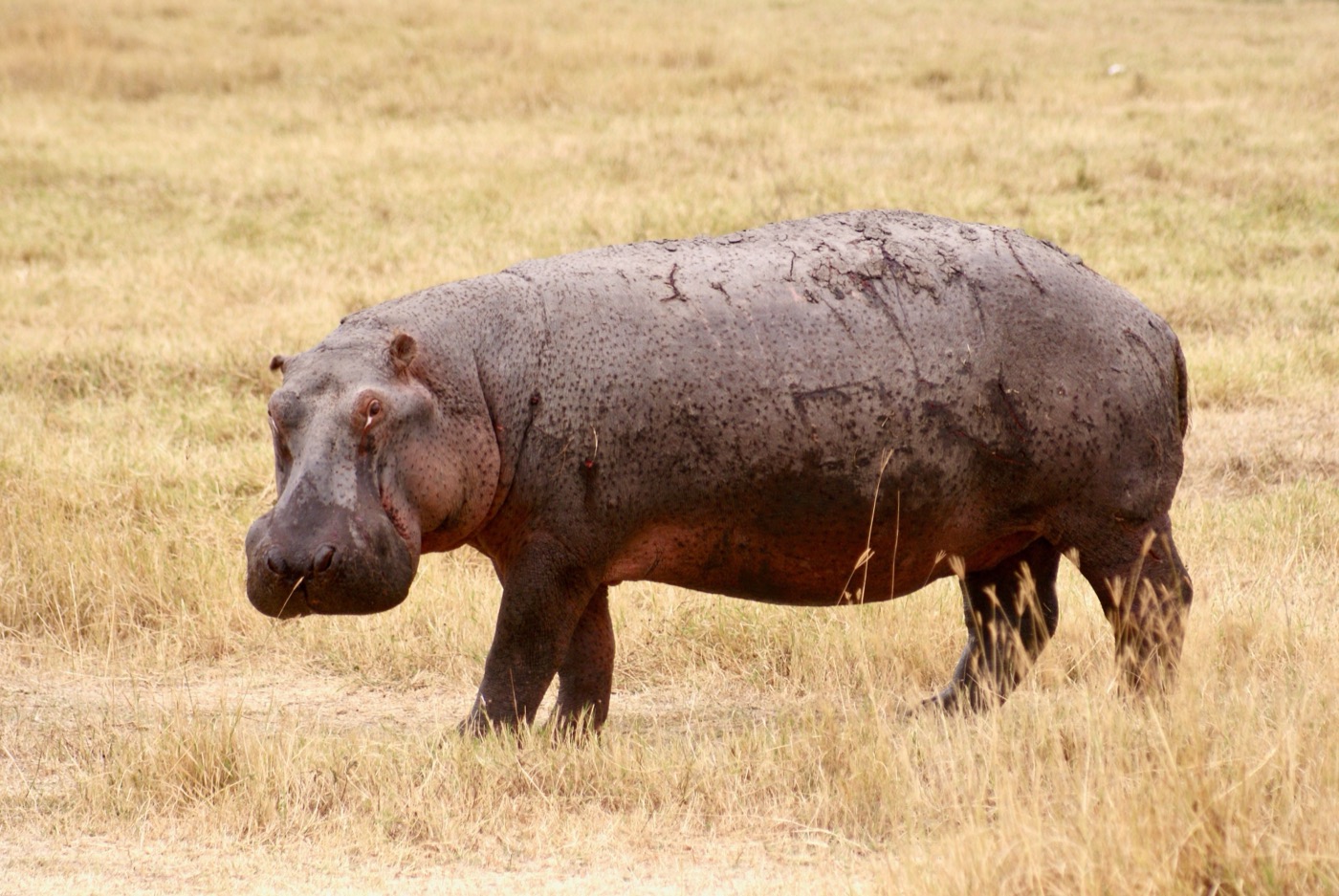 10-Day Tanzania Northern Circuit Safari, photo 2