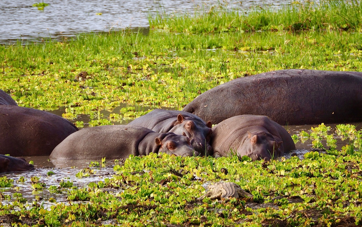 Lake Manyara & Northern Tanzania Safari Adventure, photo 2