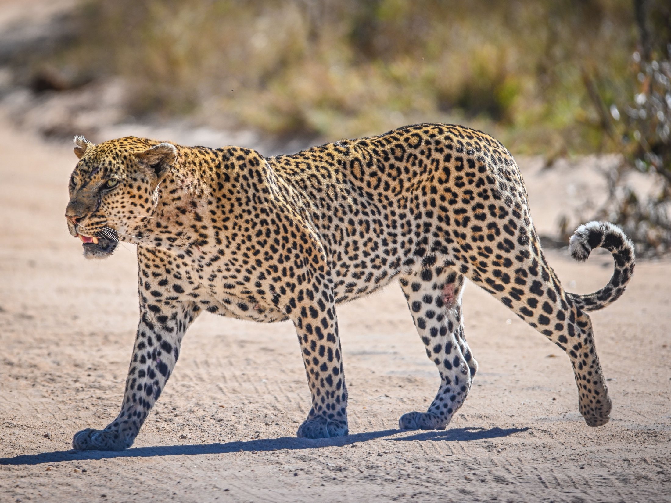Leopard walking across open ground in Tanzania