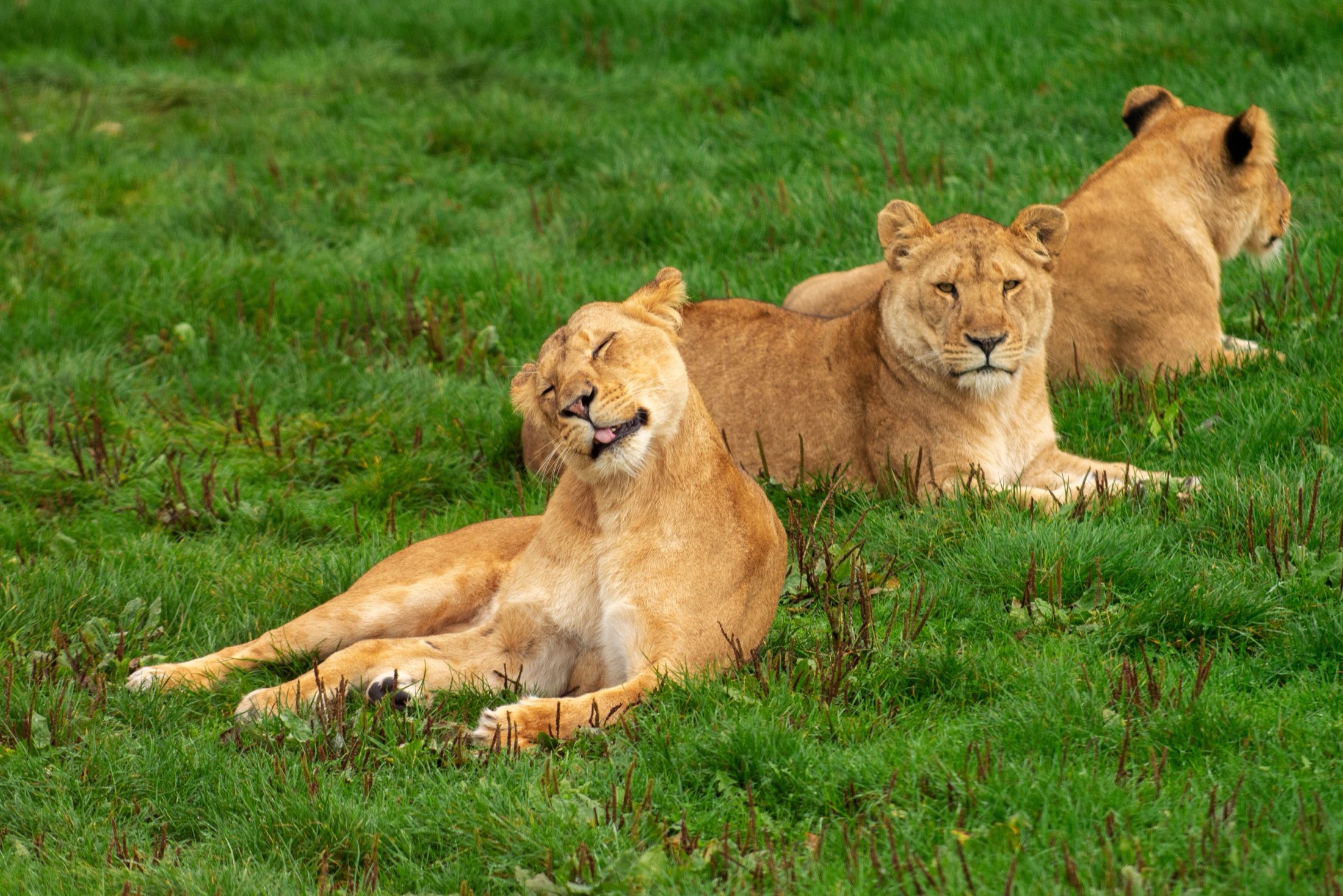 Two lions resting in the grass on a Tanzanian safari