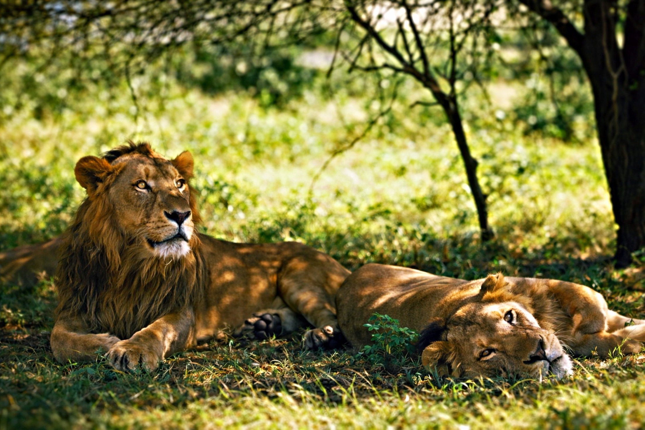 Tanzania Photography Safari: Big Cats & Wildlife