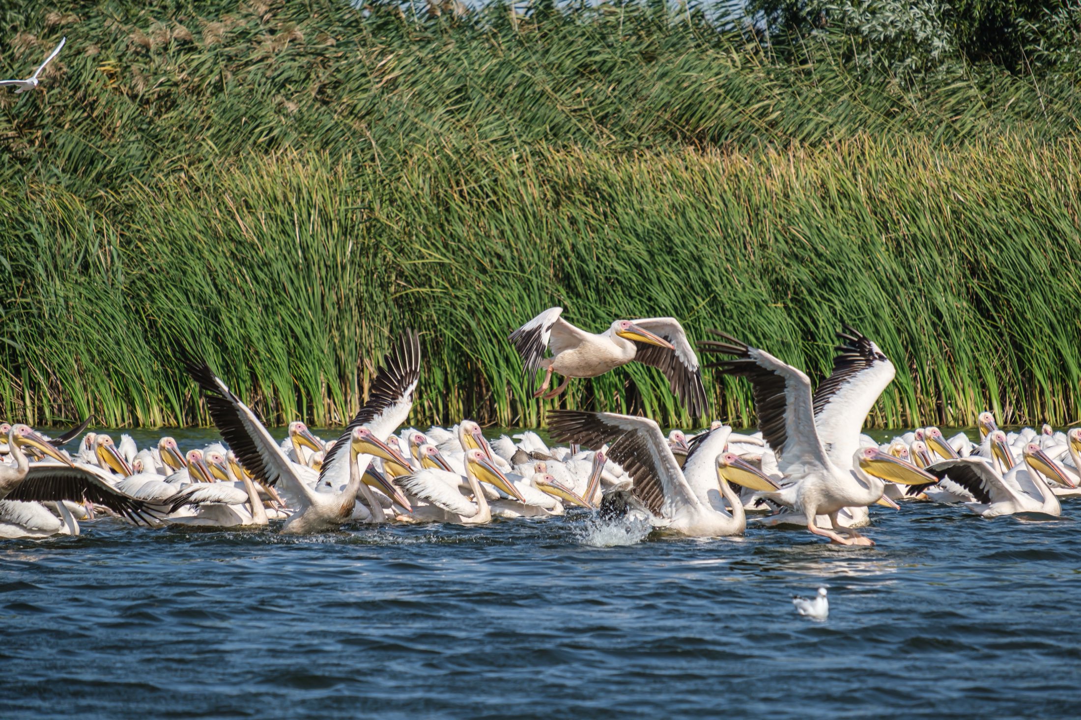 Lake Manyara & Northern Tanzania Safari Adventure