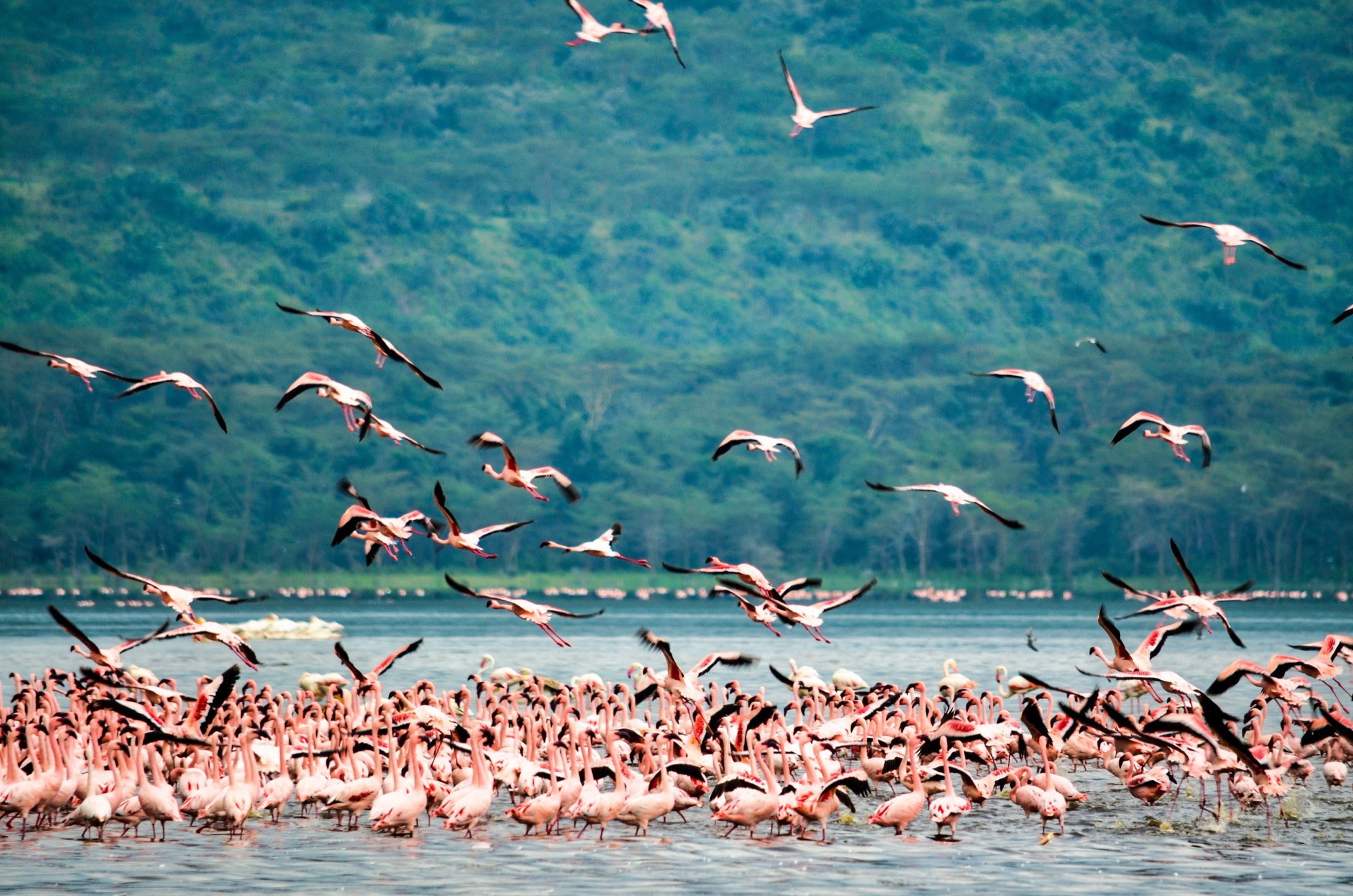 Lake Natron & Northern Tanzania Safari Adventure