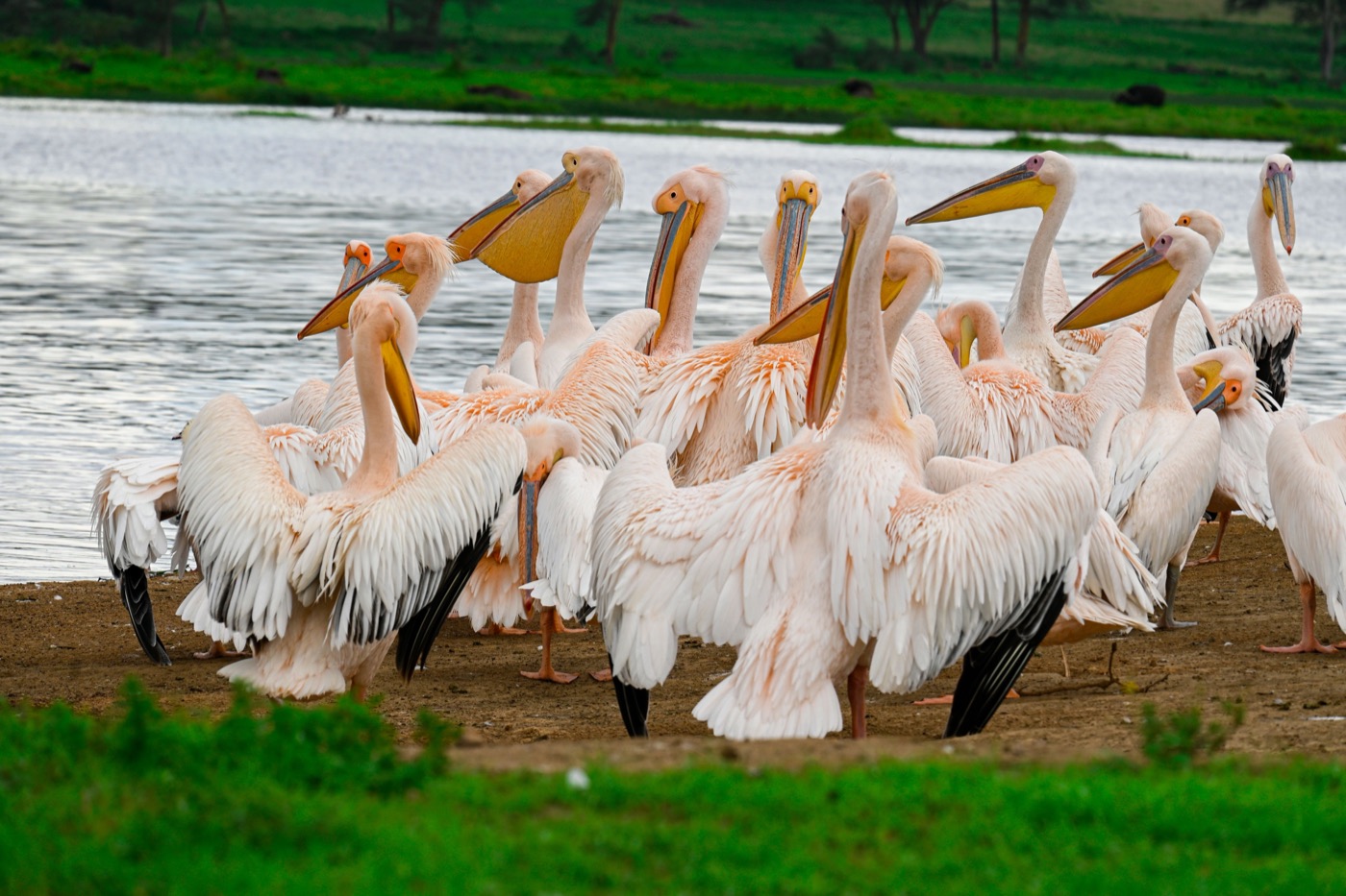 Lake Manyara & Northern Tanzania Safari Adventure, photo 1