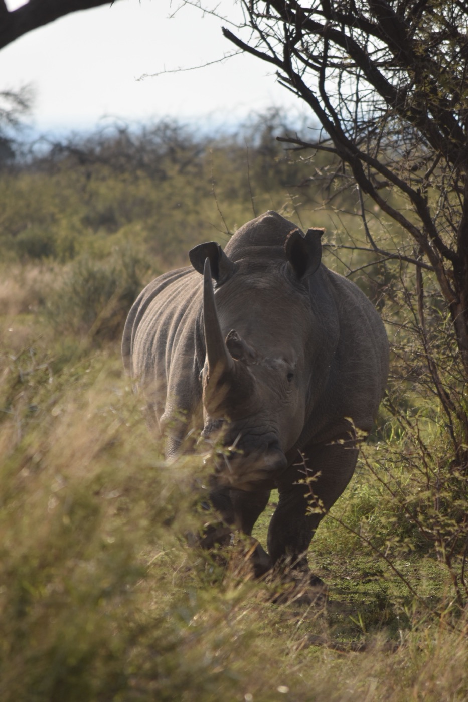 Tanzania Wildlife Safari: Beyond the Savannah, photo 2