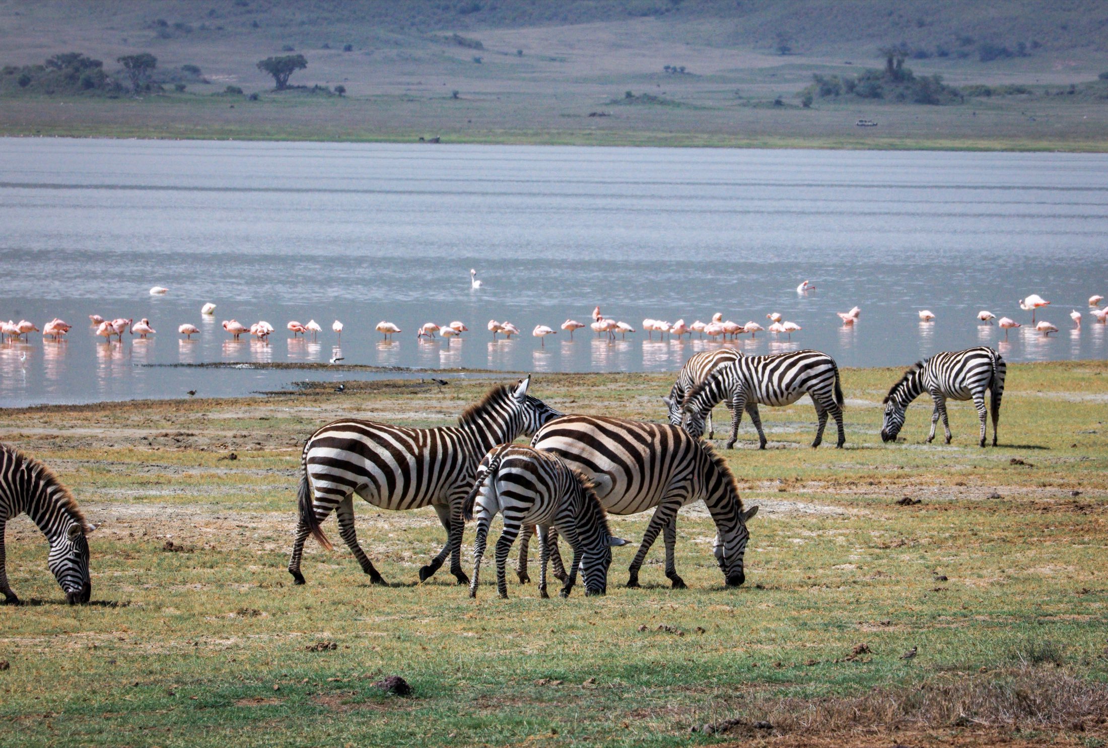 Tanzania Eastern Rift Valley Safari: Tarangire, Lake Manyara & Ngorongoro