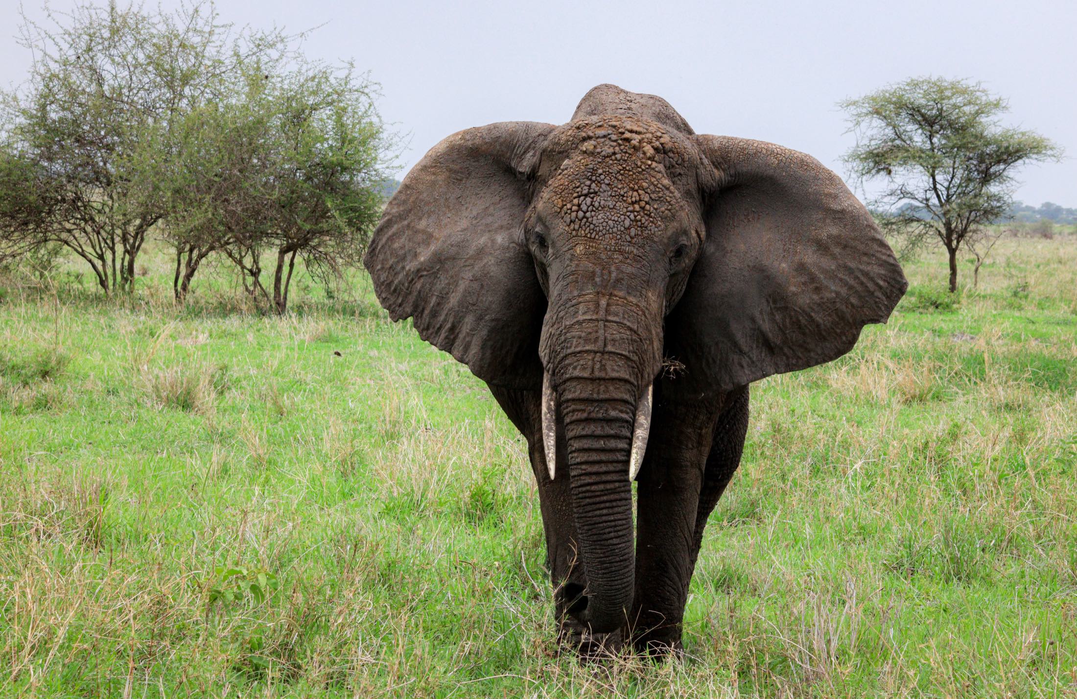 Ruaha National Park Wildlife Safari