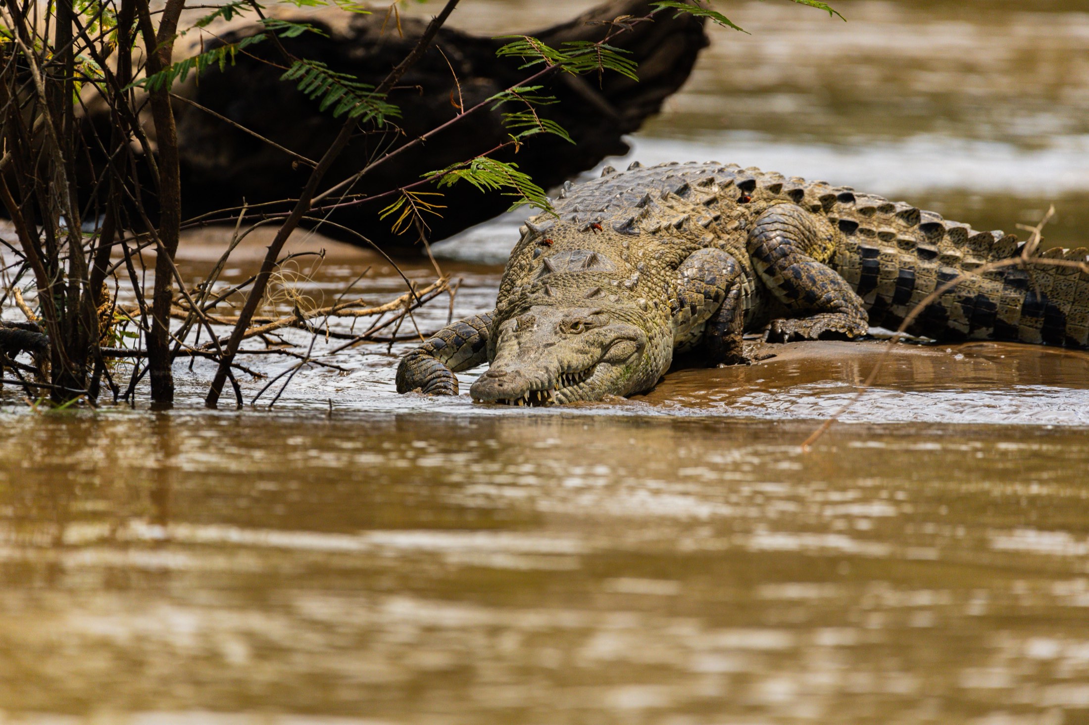 Nyerere National Park (Selous) Safari