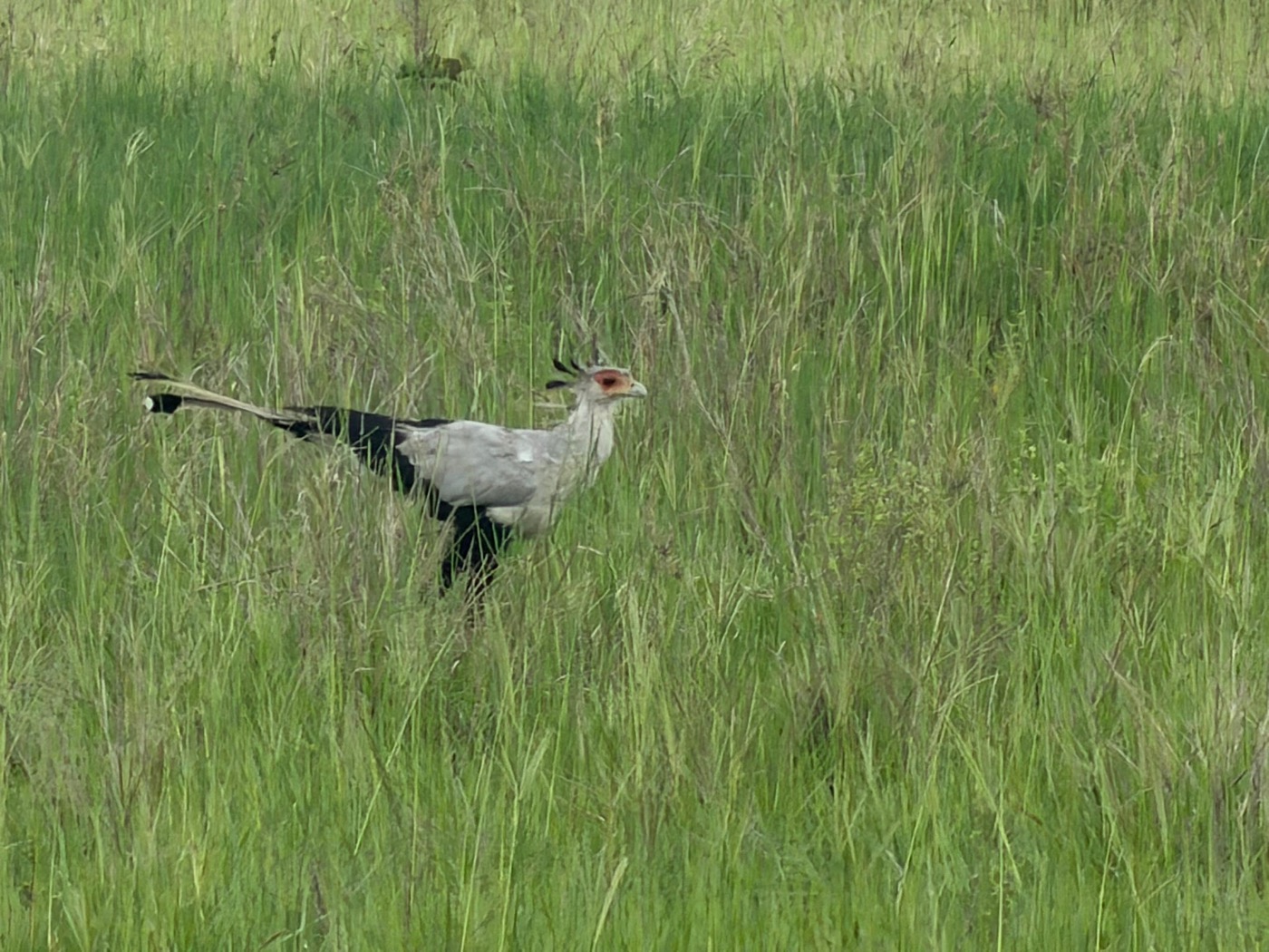Tanzania Northern & Central Safari Circuit, photo 2