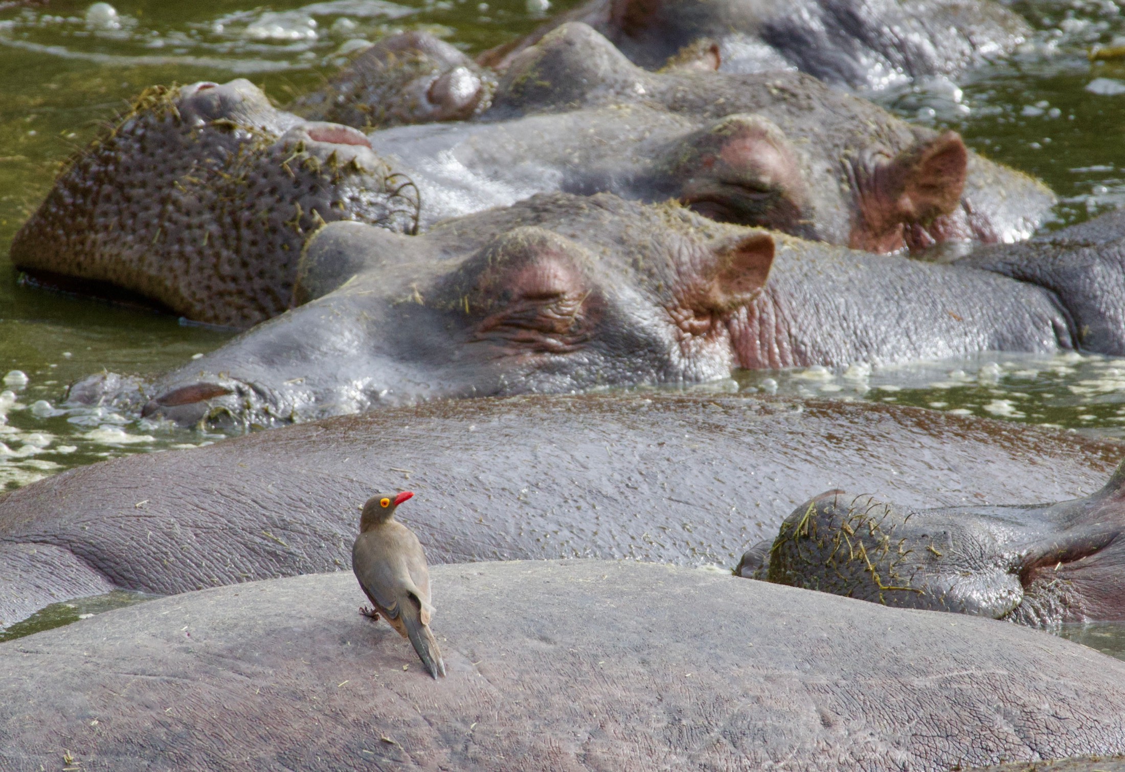3-Day Nyerere National Park (Selous) Safari