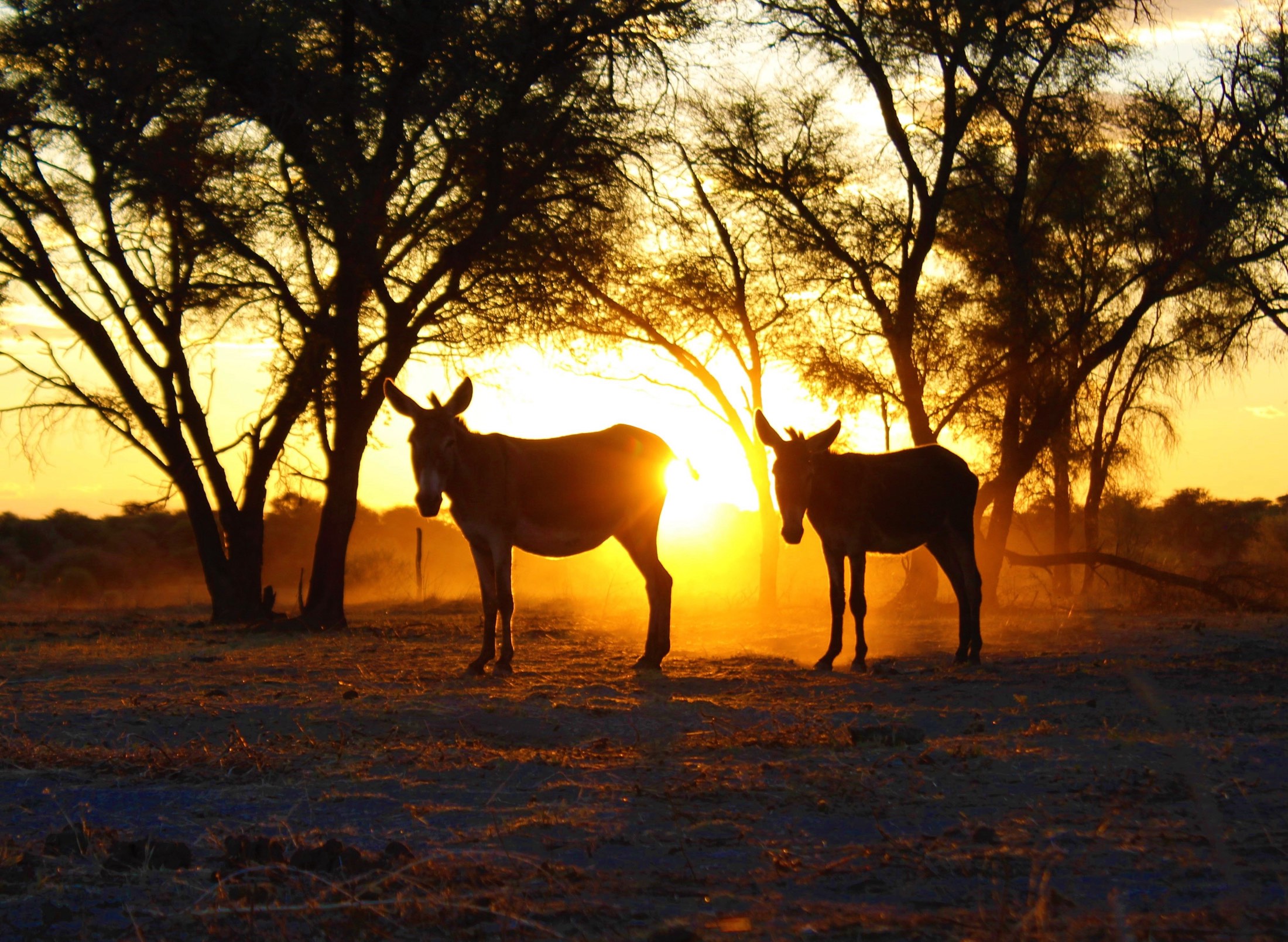 Tanzania Private Luxury Safari with Exclusive Lodges