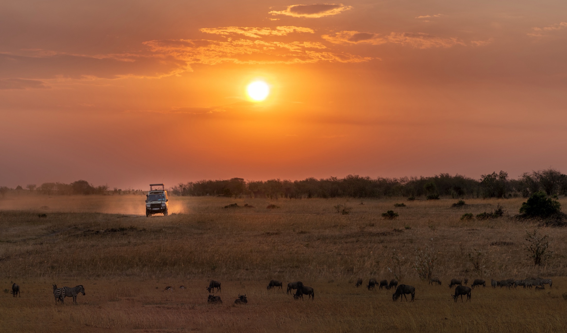 Safari vehicle on the plains at sunset with zebra and wildebeest grazing