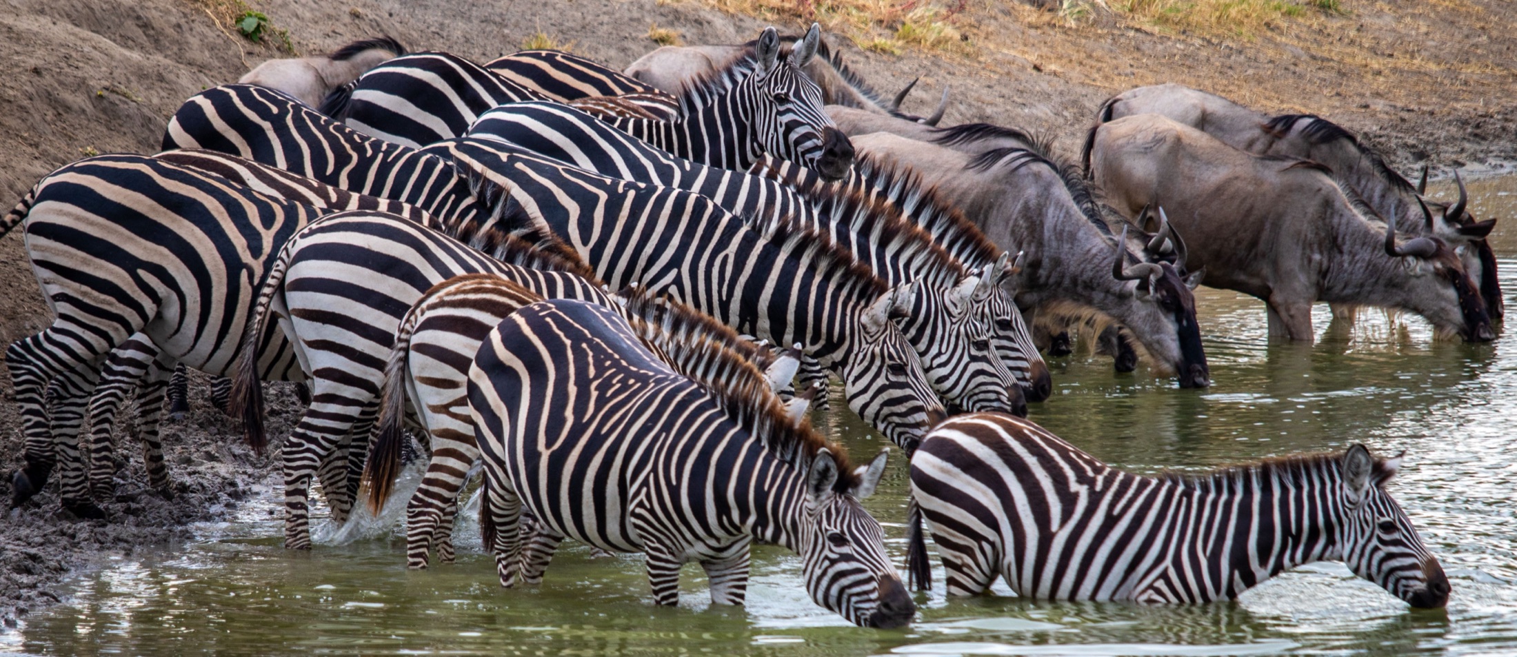 Zebra gathered at a waterhole on the Tanzanian plains